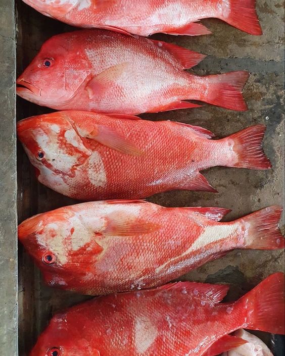 Red Snapper — DPR Seafood